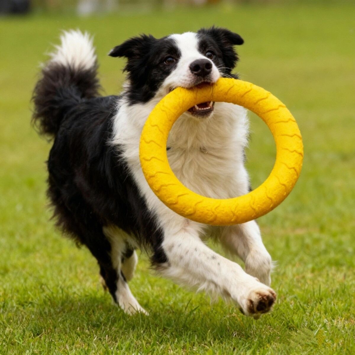 INF Haustierspielzeug Mira Ring (2er-Pack) - Gelber EVA Beißring, zahnfreundlich für Welpentraining