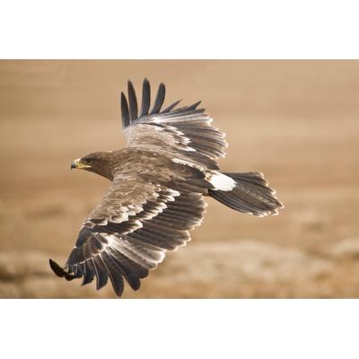 Fototapete PAPERMOON "Der Steppenadler", bunt, B:3,5m L:2,6m, Vlies, Tapeten