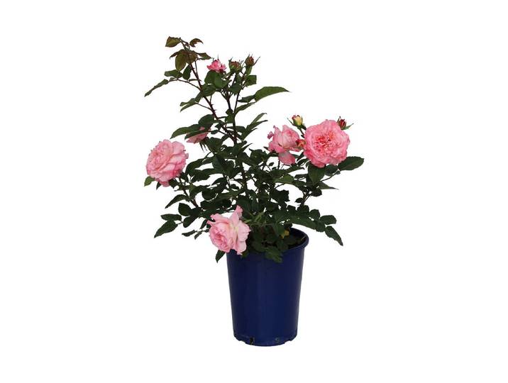 Edelrose Augusta Luise '®(Rosa 'Augusta Luise '®), TopfgrösseØ25cm'