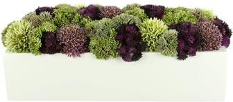 Creative Labs Sedum and Thistle Arranged in Rectangular Planter
