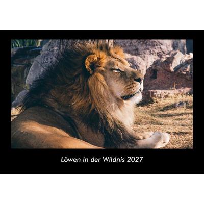 Löwen in der Wildnis 2027 Fotokalender DIN A3