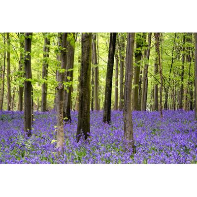 Fototapete PAPERMOON "Wald", bunt, B:4,5m L:2,8m, Vlies, Tapeten