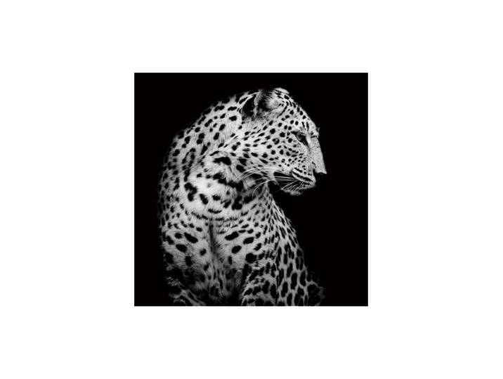 Glasbild „Leopard in der Nacht“ 100 x 100 cm Schwarz, Weiss Crea Collection