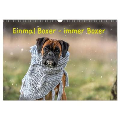 Einmal Boxer - immer Boxer (Wandkalender 2027 DIN A3 quer), CALVENDO Monatskalender