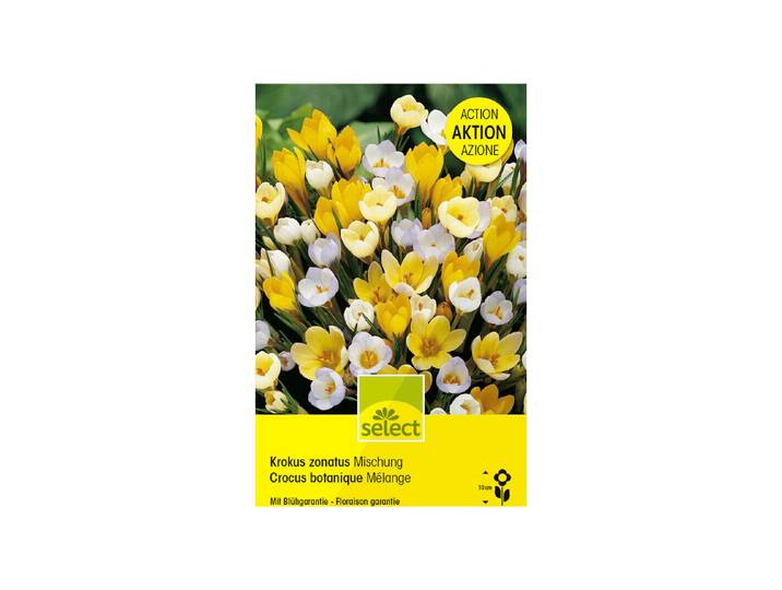 Select Blumenzwiebel Crocus chrysanthus Mischung Grosspackung