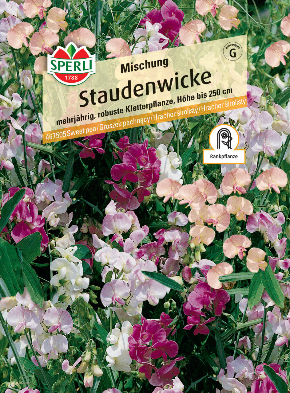 Sperli Staudenwicke Mischung