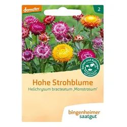 Hohe Strohblume - Helichrysum bractearum monstrosum