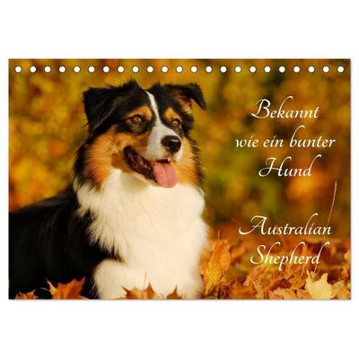 Bekannt wie ein bunter Hund. Australian Shepherd (Tischkalender 2026 DIN A5 quer), CALVENDO Monatskalender
