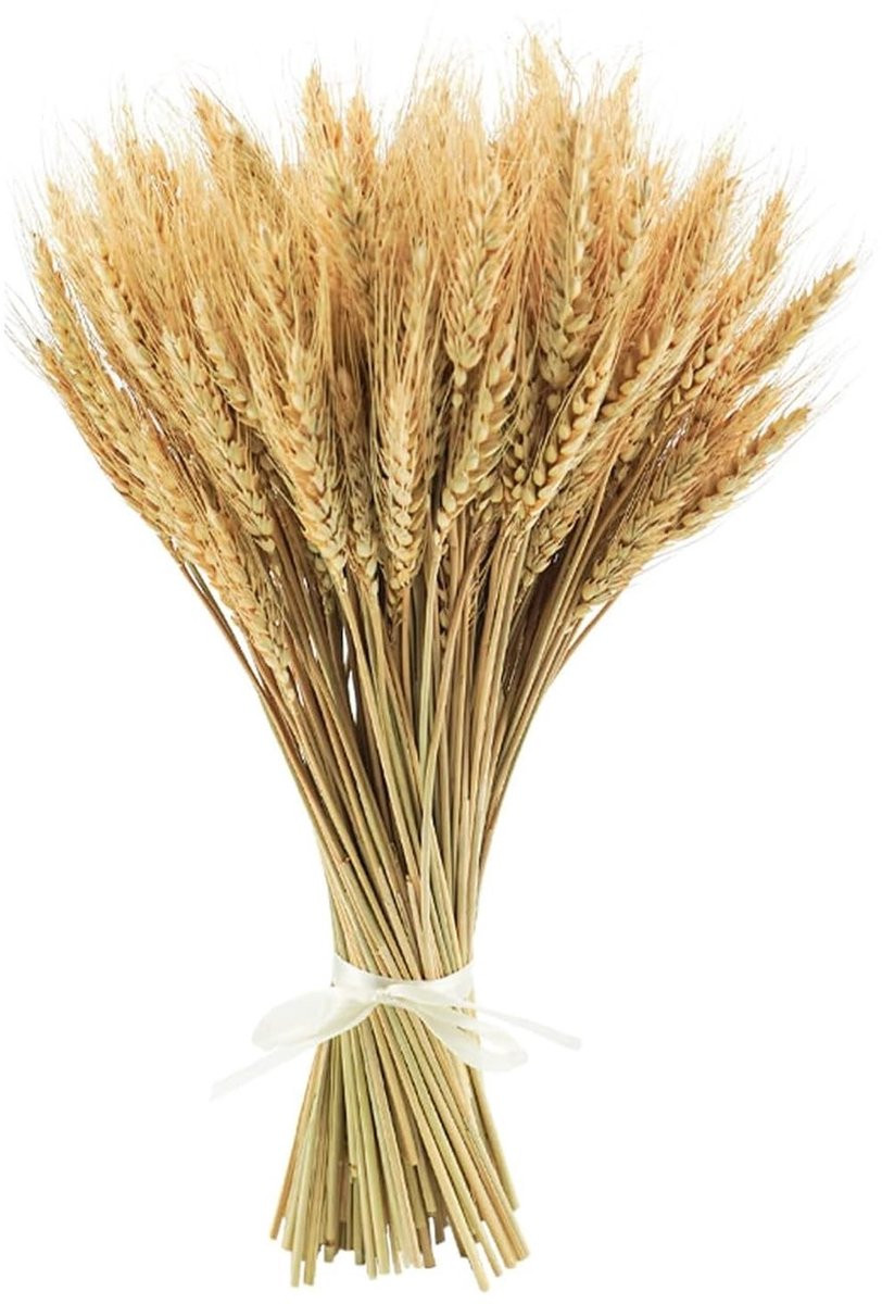 Dailygoods 100 stuks gedroogde tarwepunten van 40 cm voor natuurlijke decoratie