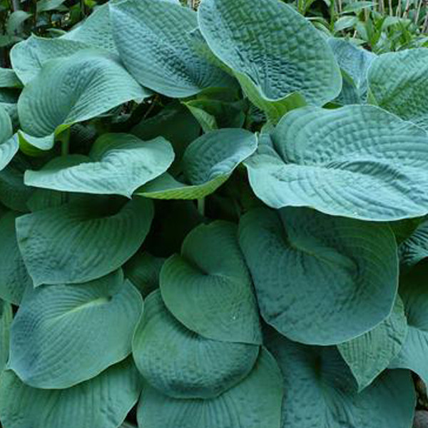 6x Grote blauw-grijze Hosta Big Daddy in pot van 9x9 cm van Arborix