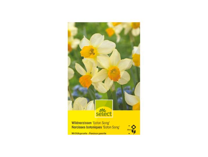 Select Alpenveilchennarzissen Eaton Song