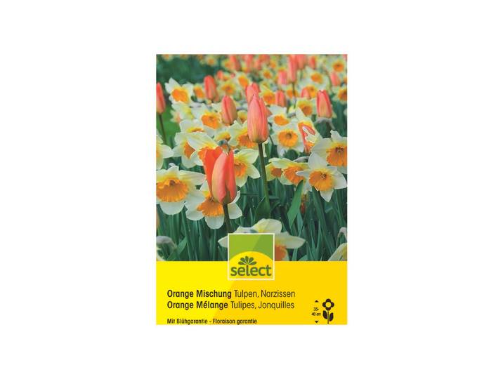 Select Blumenzwiebel Orange Mischung