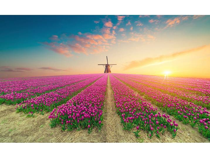 Papermoon TULPEN-NATUR BLUMEN LANDSCHAFT WINDMÜLE LAVENDEL BLUMEN