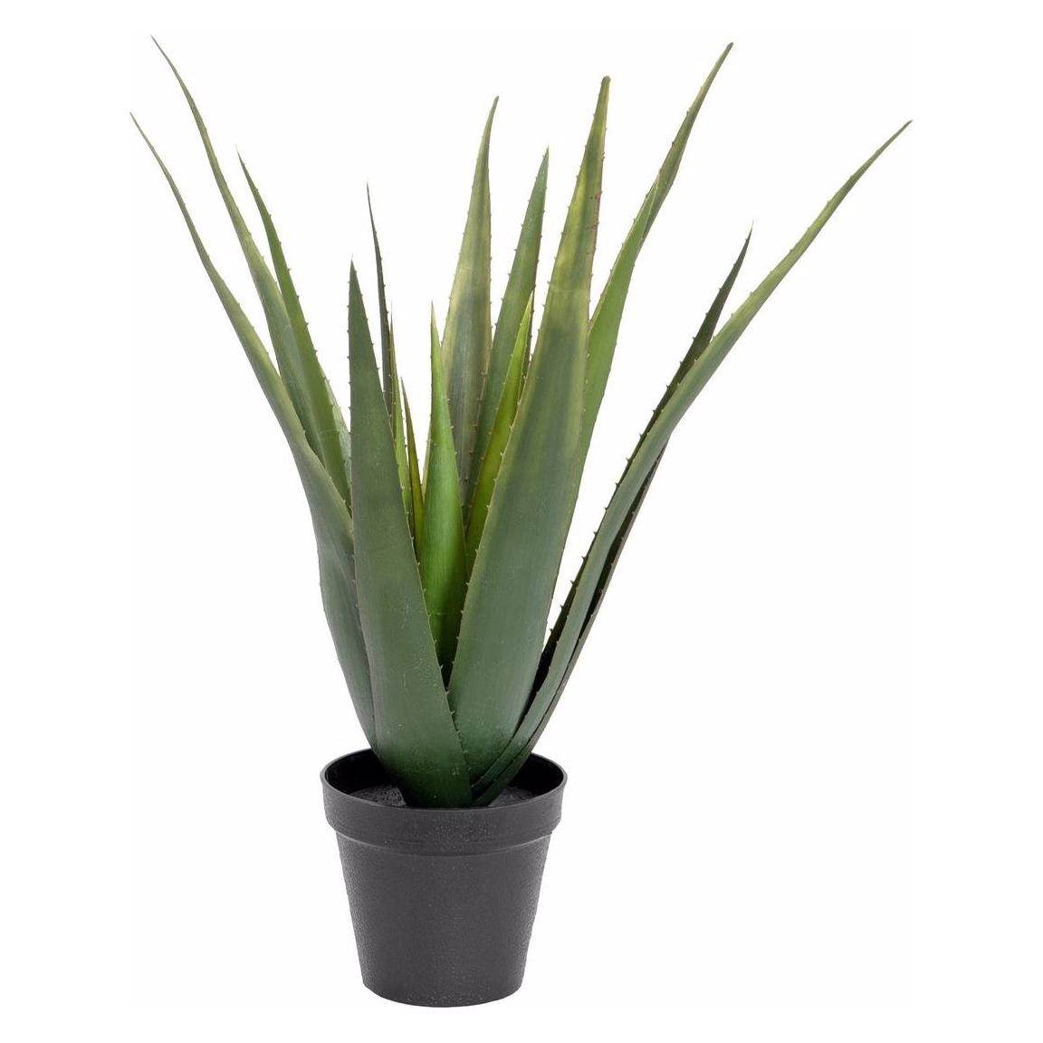 Europalms Aloe-Vera (60 cm) (82600167)