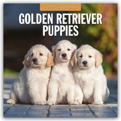 Golden Retriever Puppies – Golden Retriever Welpen 2027 – 16-Monatskalender