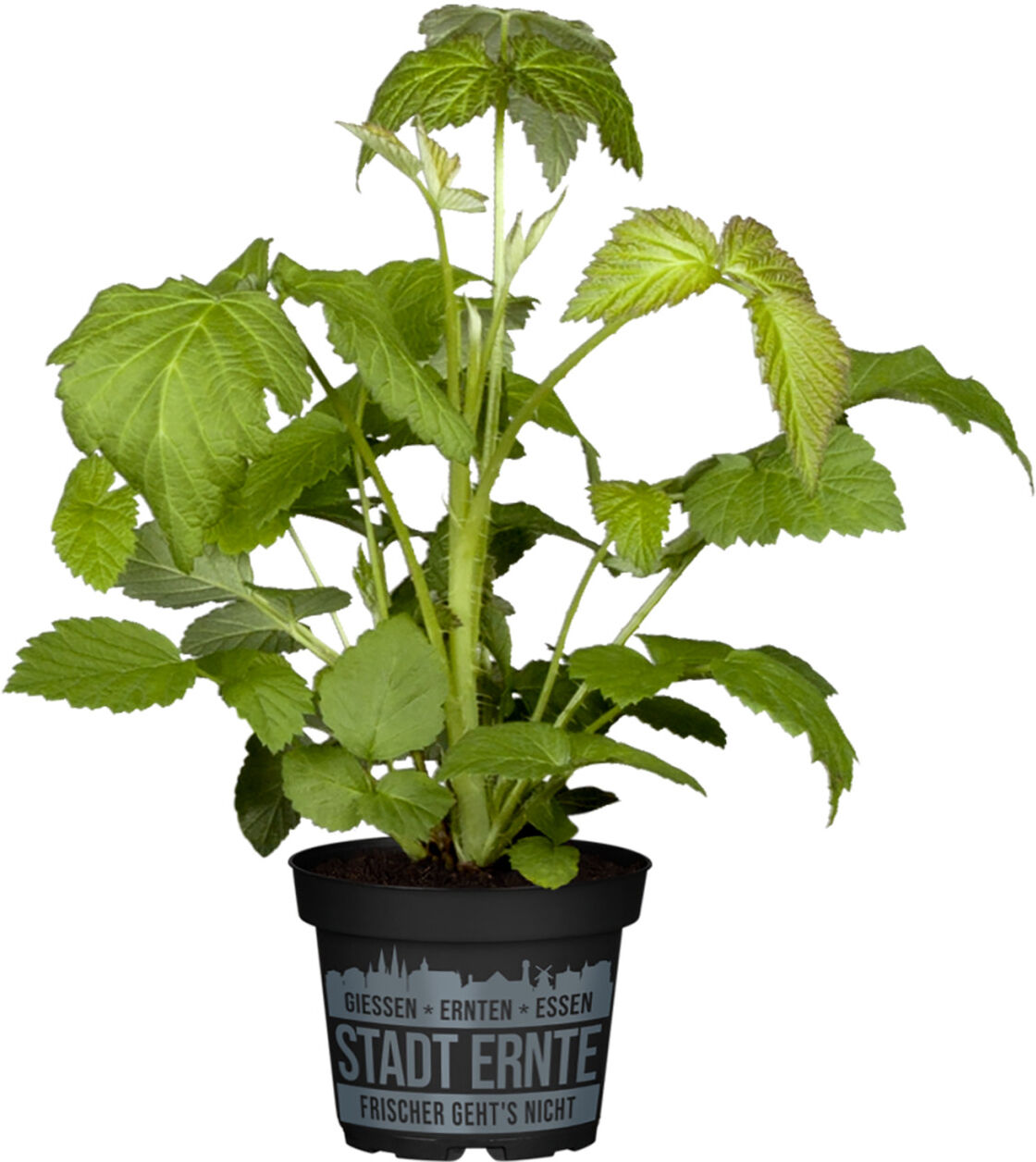 Pflanzen Stadt Ernte Bio Himbeere Little Sweet Sister 2 L Container