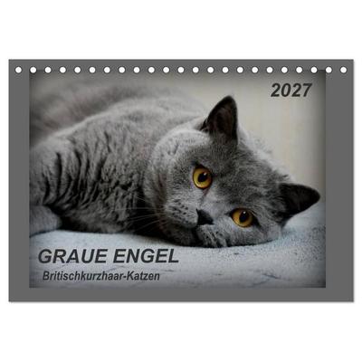GRAUE ENGEL Britischkurzhaar-Katzen (Tischkalender 2027 DIN A5 quer), CALVENDO Monatskalender