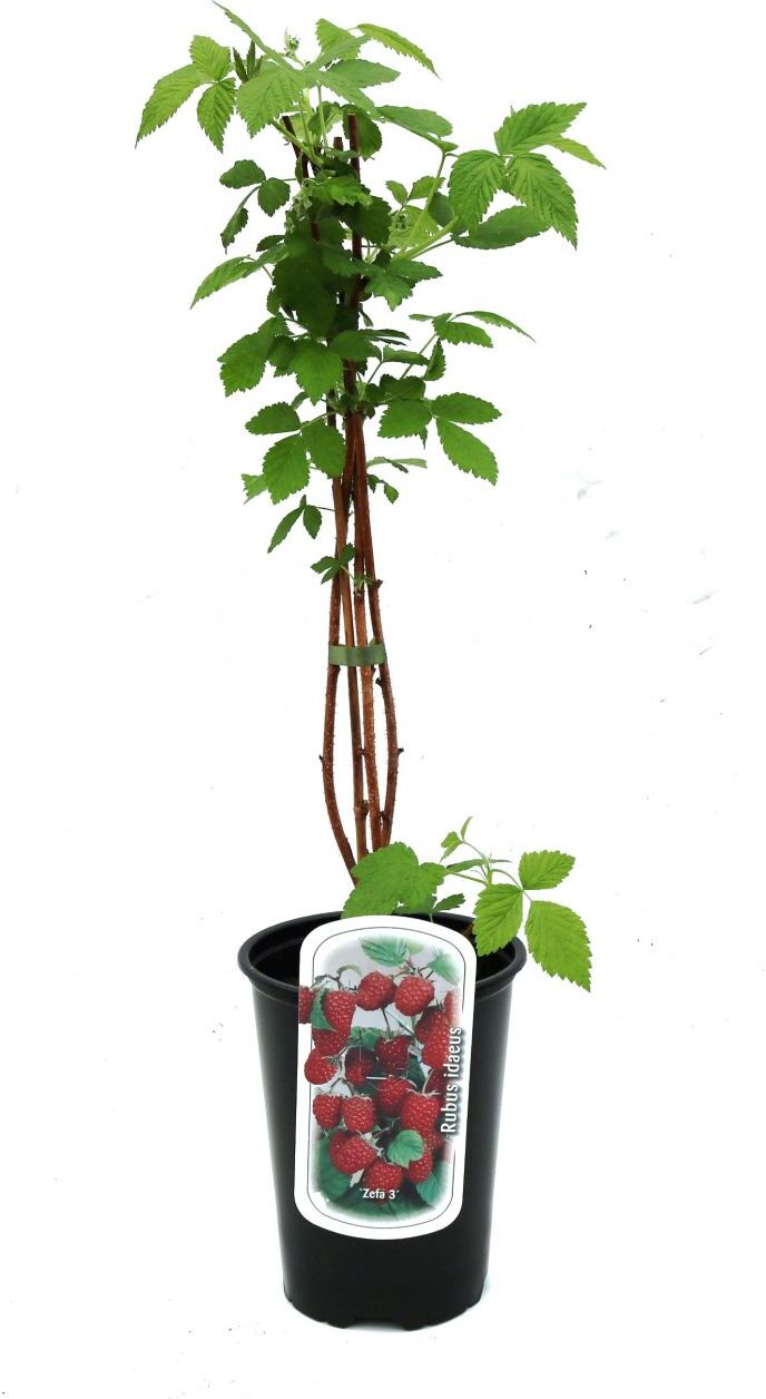 Pflanzen Beerenobst Himbeerpflanze 3 L Container