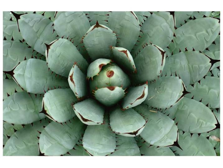 Digitaldruck auf Acrylglas Agave image LAND / Grösse: 120 x 80 cm