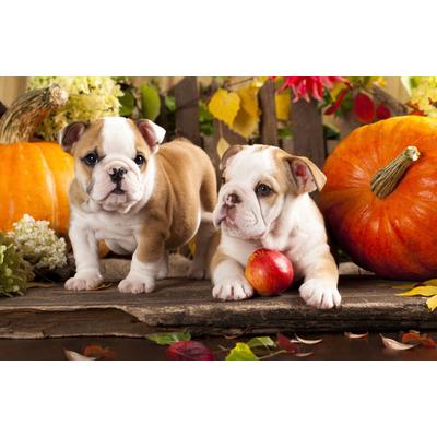 Papermoon "BULLDOG-TIERE HUND BULLDOGE HUNDE WANDDEKO WANDBILD XXL"