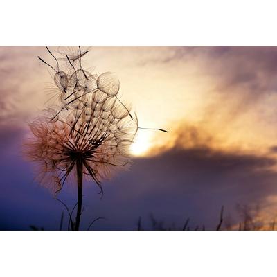 Papermoon "Pusteblume"