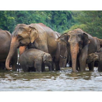 Fototapete PAPERMOON "ELEFANTEN-HERDE-TIERE AFRIKA SAVANNE SEE FLUSS WALD", bunt, B:2,5m L:1,86m, Vlies, Tapeten