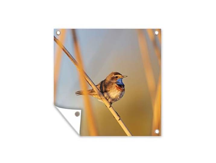 Tuinposter - 200x200 cm - Vogels - Blauwborst - Riet