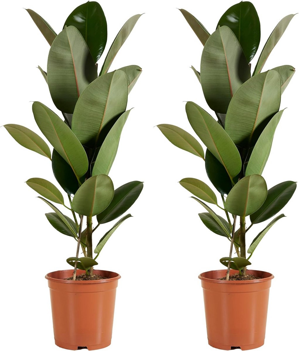 Grote Rubberplant met Binnenpot 80-100 cm Luchtzuiverende Groene Kamerplant