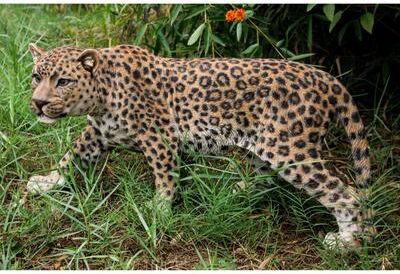 Hi-Line Gift Ltd. Leopard Stalking