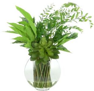 Creative Labs Echeveria and Rohdea Japonica in Glass Vase