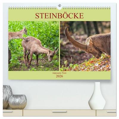Steinböcke - imposante Tiere (hochwertiger Premium Wandkalender 2026 DIN A2 quer), Kunstdruck in Hochglanz