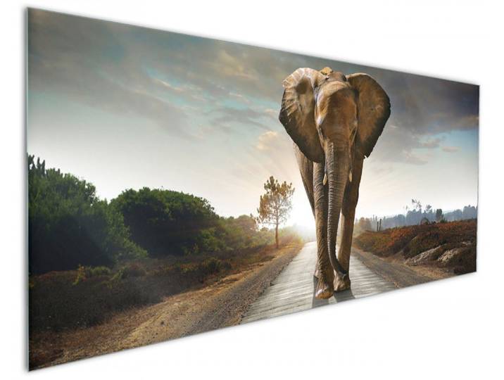 Wallario Küchenrückwand Elefant bei Sonnenaufgang in Afrika, (1-tlg)