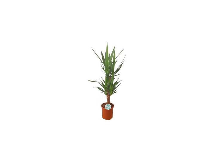 Yucca 3er Stamm Ø21