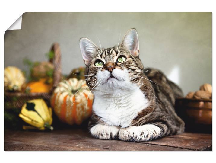 Poster ARTLAND Katze und Herbstdeko , beige (farbe bild(er): naturfarben), B:30cm H:20cm, Bilder, Poster, ohne Rahmen