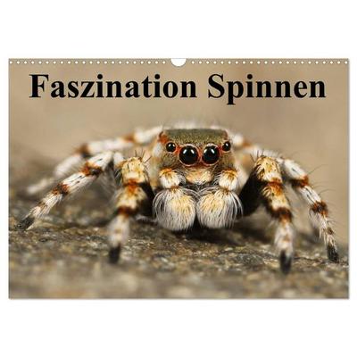 Faszination Spinnen (Wandkalender 2026 DIN A3 quer), CALVENDO Monatskalender