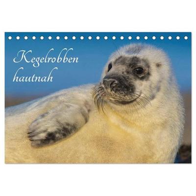 Kegelrobben hautnah (Tischkalender 2027 DIN A5 quer), CALVENDO Monatskalender