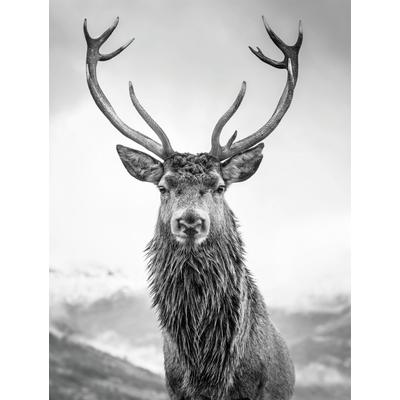 Leinwandbild BÖNNINGHOFF "Wandbild HIRSCH 46x61 cm – Leinwandbild Keilrahmen Deko modern", grau (farbe rahmen: kein rahmen, farbe bild(er): grau, schwarz, weiß), B:46cm H:61cm T:1,8cm, Canvas, MDF, Bilder, Leinwandbild, auf Keilrahmen gespannt