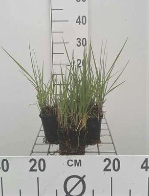 6 x Panicum virgatum Northwind Vlasgras in pot van 9 x 9 cm van GRDplanten