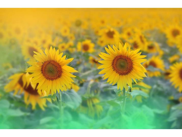 Papermoon SONNENBLUMEN-ABSTRAKT DEKOR MUSTER FANTASIE KUNST FELD