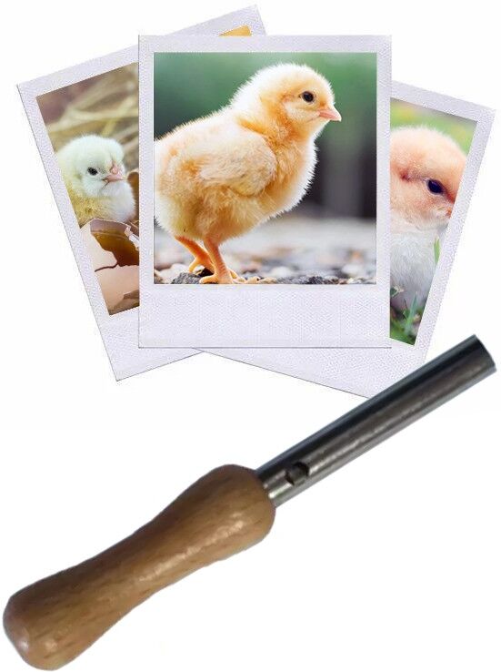 Hélen Baud Appeau Poussin
