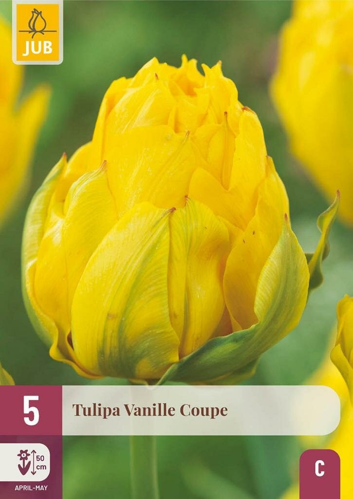 JUB Tulp vanille coupe 5 bollen