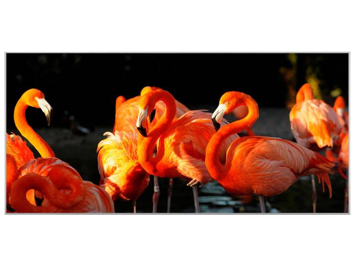 Bild mit Rahmen Flamingos image LAND