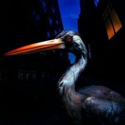 Decoding Birdsong - Antony Szmierek, CD