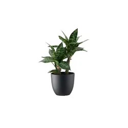 Sansevieria getopft   ¦ grün ¦ Kunststoff ¦ Maße (cm): H: 40
