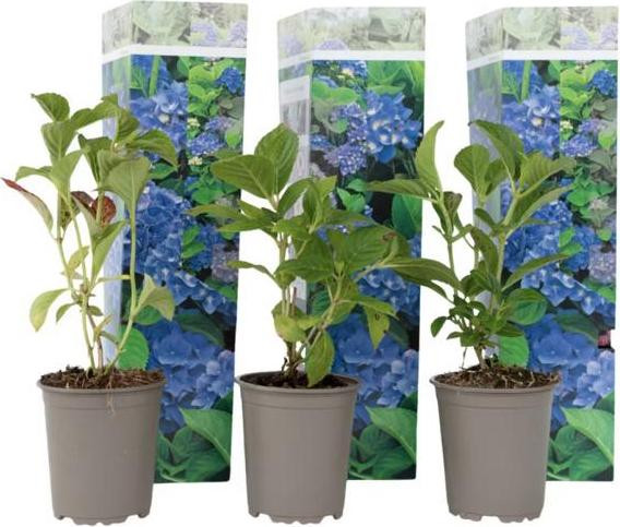 3 stuks Boerenhortensia Hydrangea macrophylla Early Blue