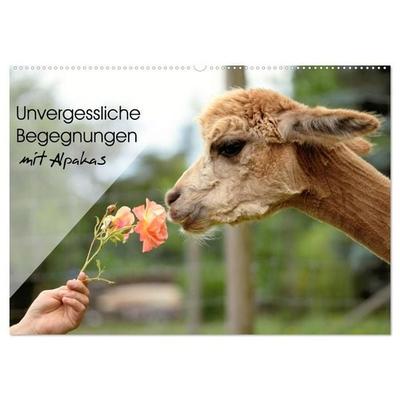 Unvergessliche Begegnungen mit Alpakas (Wandkalender 2027 DIN A2 quer), CALVENDO Monatskalender