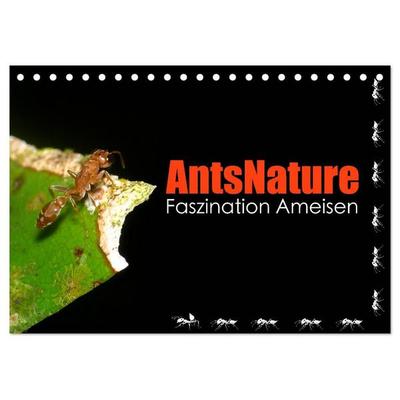 AntsNature - Faszination Ameisen (Tischkalender 2027 DIN A5 quer), CALVENDO Monatskalender