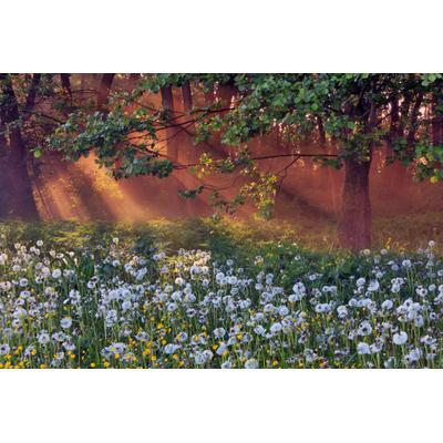 Fototapete PAPERMOON "LÖWENZAHN-FELD WIESE PUSTEBLUME KRAUT BLUME WALD NEBEL", bunt, B:5m L:2,8m, Vlies, Tapeten