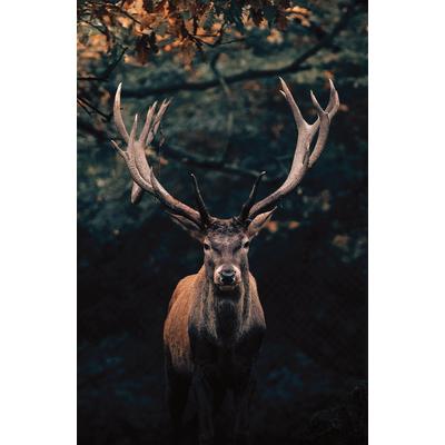 Leinwandbild BÖNNINGHOFF "Wandbild HIRSCH IM WALD 78x118 cm – Leinwandbild Keilrahmen Deko", bunt (farbe rahmen: kein rahmen, farbe bild(er): braun, grün), B:118cm H:78cm T:1,8cm, Canvas, MDF, Bilder, Leinwandbild, auf Keilrahmen gespannt