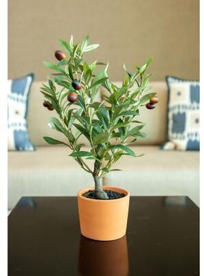 Flora Bunda "18"" Olive Tree in 4.5"" Clay Pot,Orange Terracotta - ONE-SIZE"